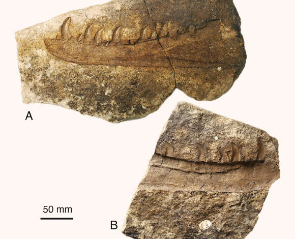 The two separate blocks containing the jaw impression of Newtonsaurus cambrensis. Image credit: Evans et al., doi: 10.1016/j.pgeola.2025.101142.