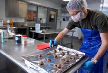 Estudo avalia carne moída com resíduos de maçã