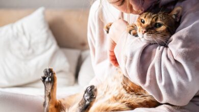 Pesquisa revela como ter um gato altera seu cérebro