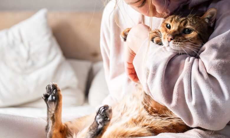 Pesquisa revela como ter um gato altera seu cérebro