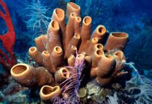 Pesquisa indica que esponjas marinhas foram os primeiros seres vivos