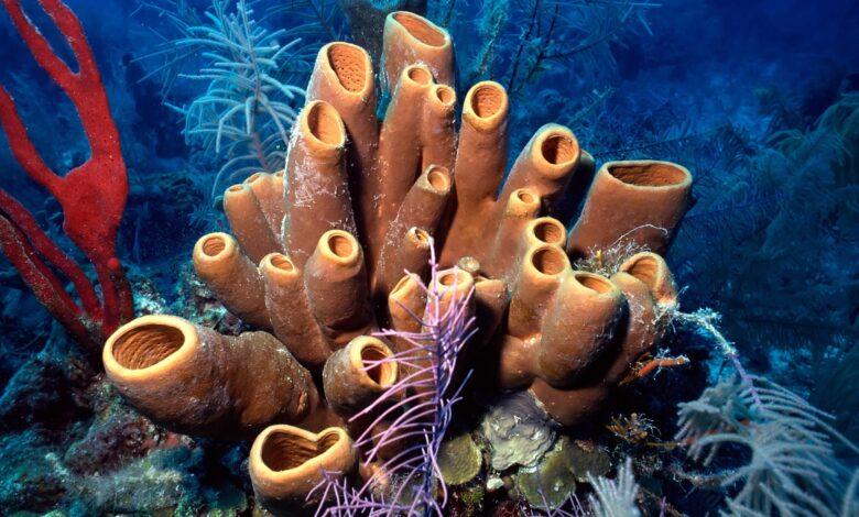 Pesquisa indica que esponjas marinhas foram os primeiros seres vivos