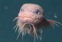 Three New Species of Abyssal Snailfishes Discovered in Pacific Ocean
