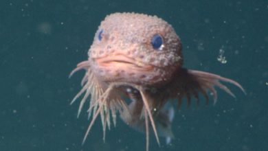 Three New Species of Abyssal Snailfishes Discovered in Pacific Ocean