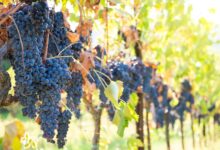 Pesquisa revela que agricultores da Idade do Bronze priorizavam vinho