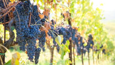 Pesquisa revela que agricultores da Idade do Bronze priorizavam vinho