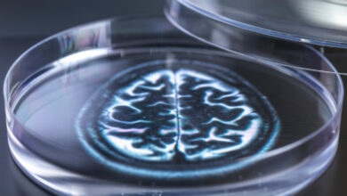 Pesquisa questiona ética em estudos com minicérebros conscientes