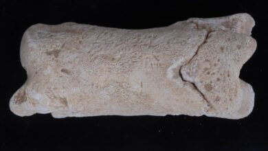 Estudo revela assobio egípcio de 3.300 anos usado por guardas
