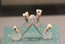Pesquisa revela criança maia de 7 anos com dente de jade
