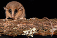 Pesquisa identifica nova espécie de marsupial no Peru