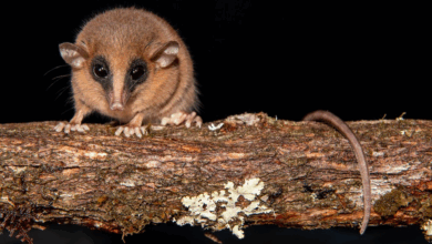 Pesquisa identifica nova espécie de marsupial no Peru