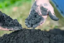 Pesquisa revela poder do biochar na purificação da água