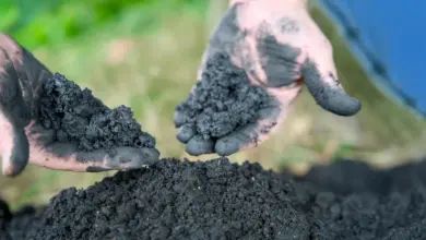 Pesquisa revela poder do biochar na purificação da água