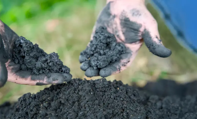 Pesquisa revela poder do biochar na purificação da água