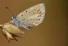 Pesquisa identifica borboleta com mais cromossomos do planeta