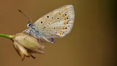 Pesquisa identifica borboleta com mais cromossomos do planeta