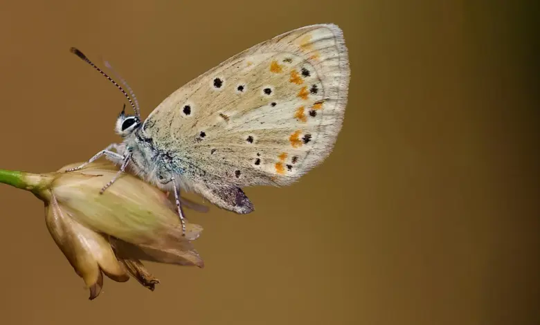 Pesquisa identifica borboleta com mais cromossomos do planeta