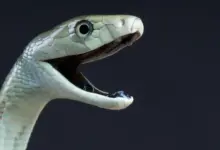 Pesquisa revela segunda ação letal do veneno de mamba negra
