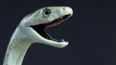 Pesquisa revela segunda ação letal do veneno de mamba negra