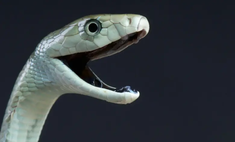 Pesquisa revela segunda ação letal do veneno de mamba negra