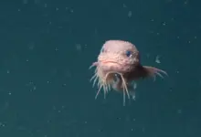 Equipe revela descoberta de snailfish a 8 km do fundo do mar