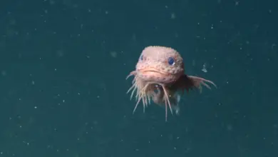 Equipe revela descoberta de snailfish a 8 km do fundo do mar
