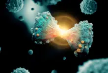 Pesquisa revela mecanismo de ferro que elimina células cancerígenas