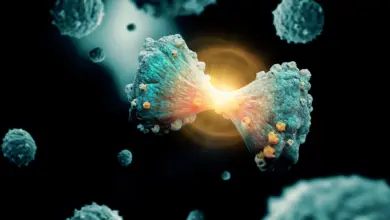 Pesquisa revela mecanismo de ferro que elimina células cancerígenas