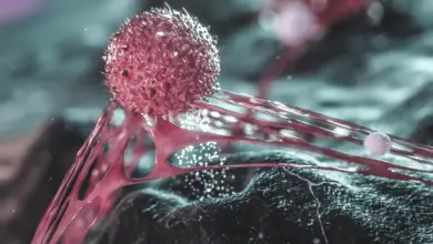 Pesquisa revela que células cancerígenas ficam mais agressivas sob pressão