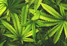 Cientistas identificam compostos raros em folhas de cannabis