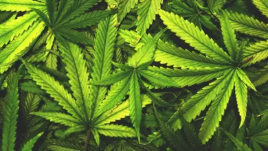 Cientistas identificam compostos raros em folhas de cannabis