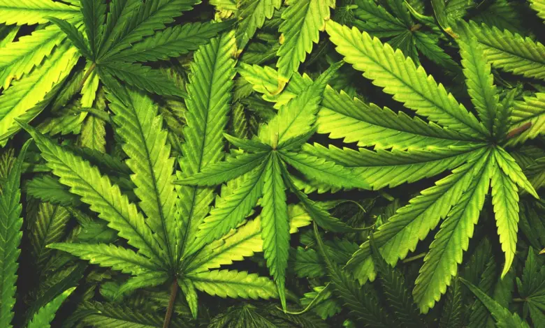 Cientistas identificam compostos raros em folhas de cannabis