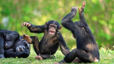 Estudo revela que chimpanzés ingerem 2 taças de vinho por dia