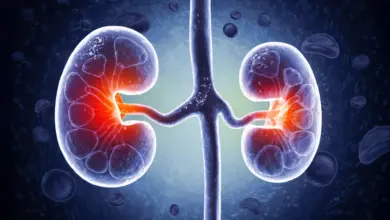 Pesquisa identifica molécula intestinal que prejudica rins