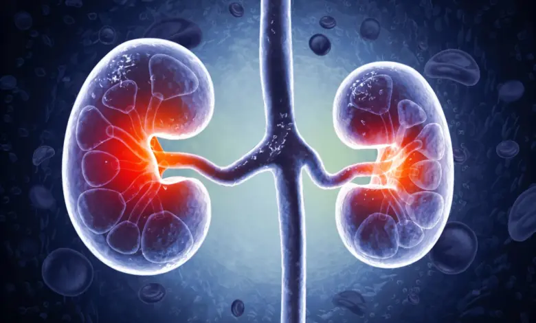 Pesquisa identifica molécula intestinal que prejudica rins