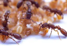 Pesquisa revela gene oculto que amplia olfato de formigas