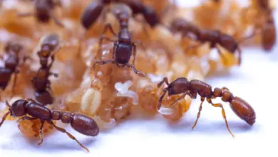 Pesquisa revela gene oculto que amplia olfato de formigas