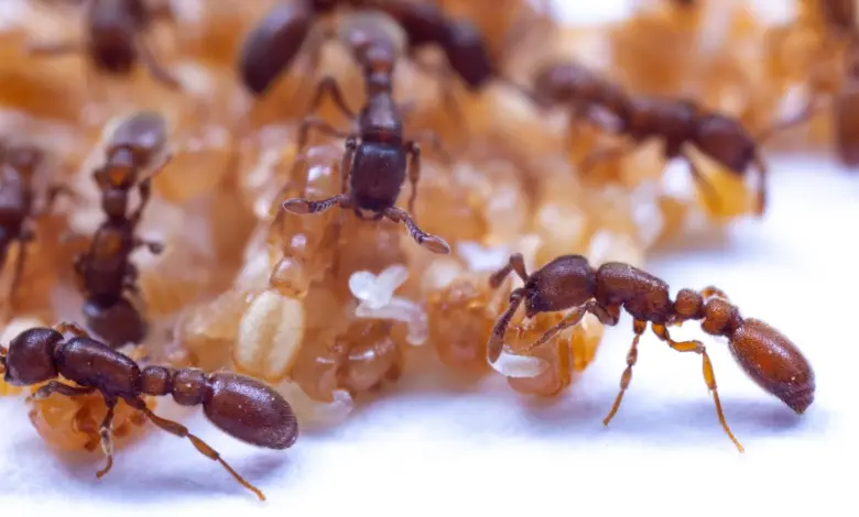 Pesquisa revela gene oculto que amplia olfato de formigas