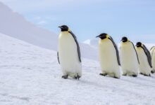 Descoberta revela fóssil de pinguim gigante de 3 milhões de anos