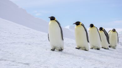 Descoberta revela fóssil de pinguim gigante de 3 milhões de anos