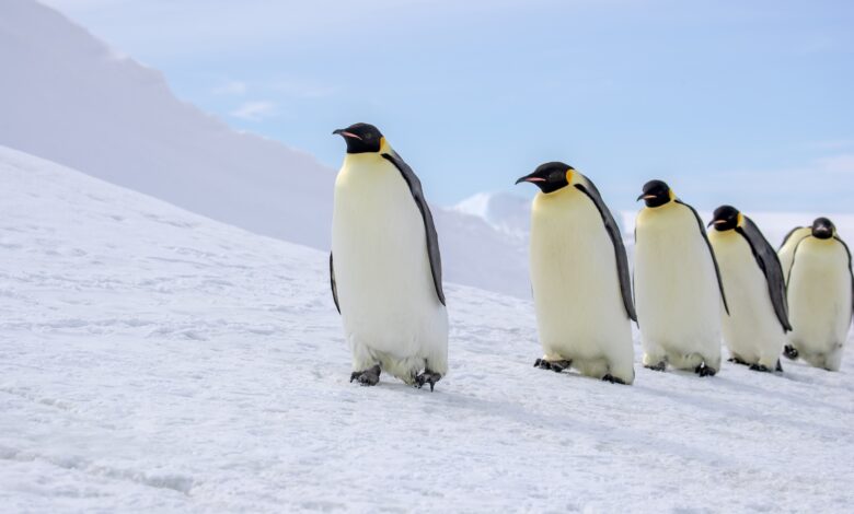 Descoberta revela fóssil de pinguim gigante de 3 milhões de anos