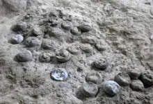 Descoberta revela ovos de dinossauro intactos há 85 milhões de anos