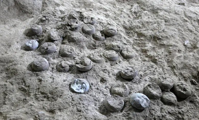 Descoberta revela ovos de dinossauro intactos há 85 milhões de anos