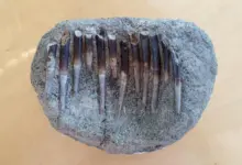 Pesquisa revela dieta de dinossauros com dentes de 150 milhões de anos