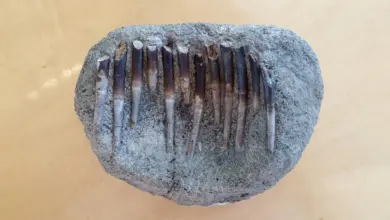 Pesquisa revela dieta de dinossauros com dentes de 150 milhões de anos