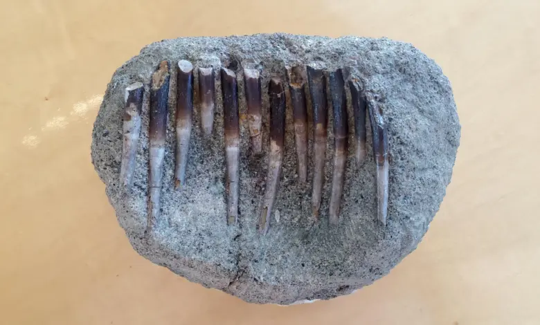 Pesquisa revela dieta de dinossauros com dentes de 150 milhões de anos