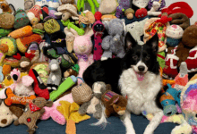 Pesquisa revela que cães memorizam funcionamento de brinquedos