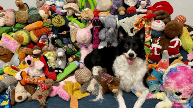 Pesquisa revela que cães memorizam funcionamento de brinquedos