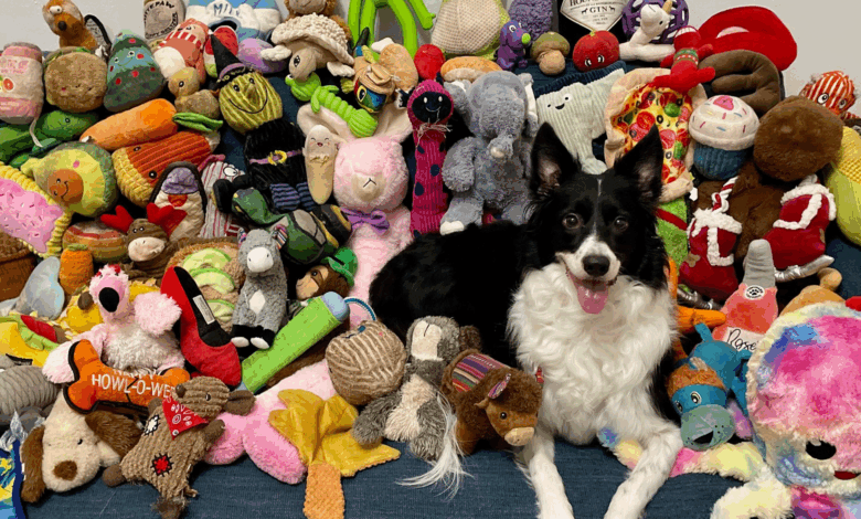 Pesquisa revela que cães memorizam funcionamento de brinquedos