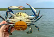 Pesquisa aponta vermes como aliados do caranguejo azul